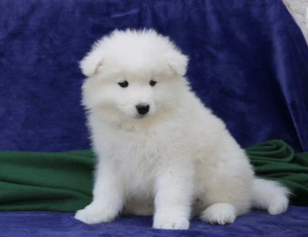 comprar cachorros sanos, baratos y asequibles para la venta